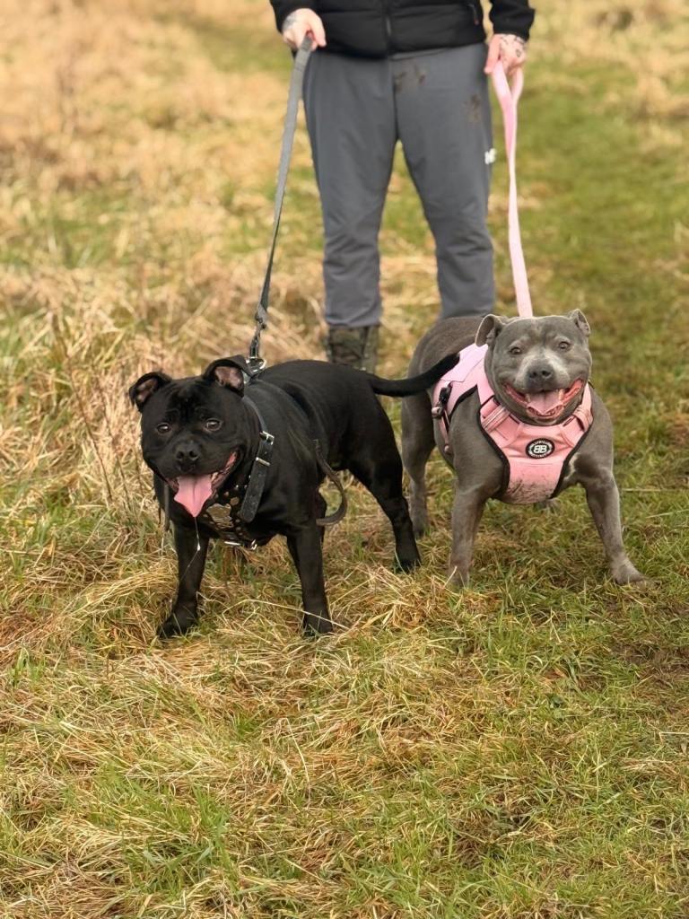 Male and female Staffordshire bull terrier 