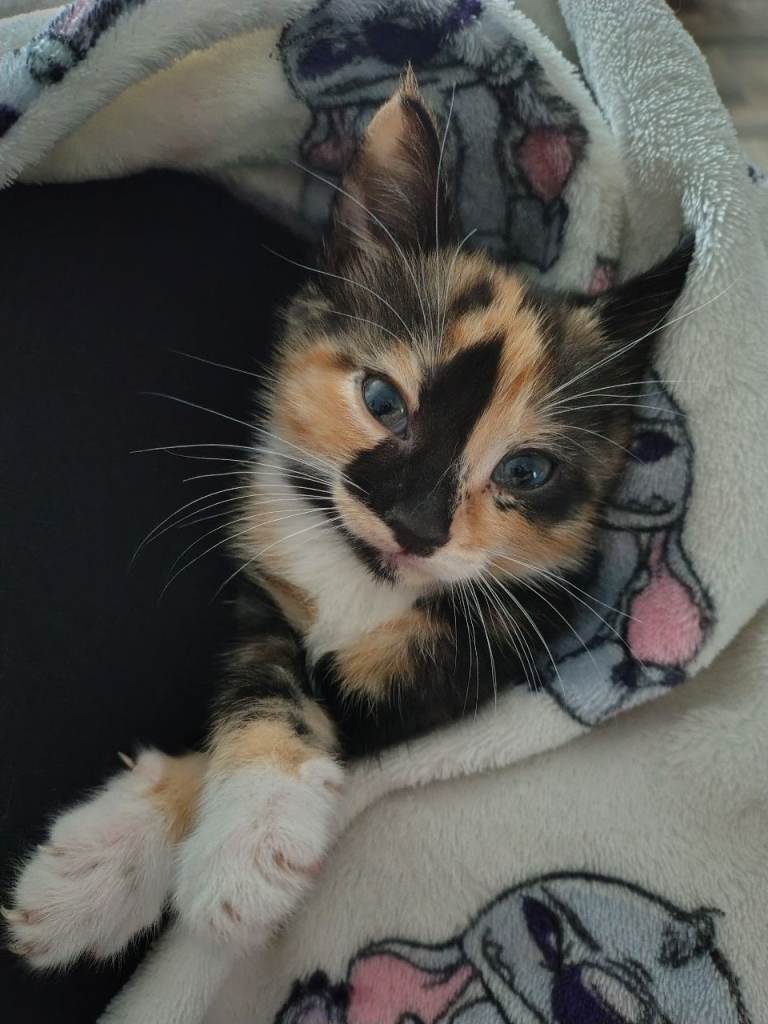 Kittens 