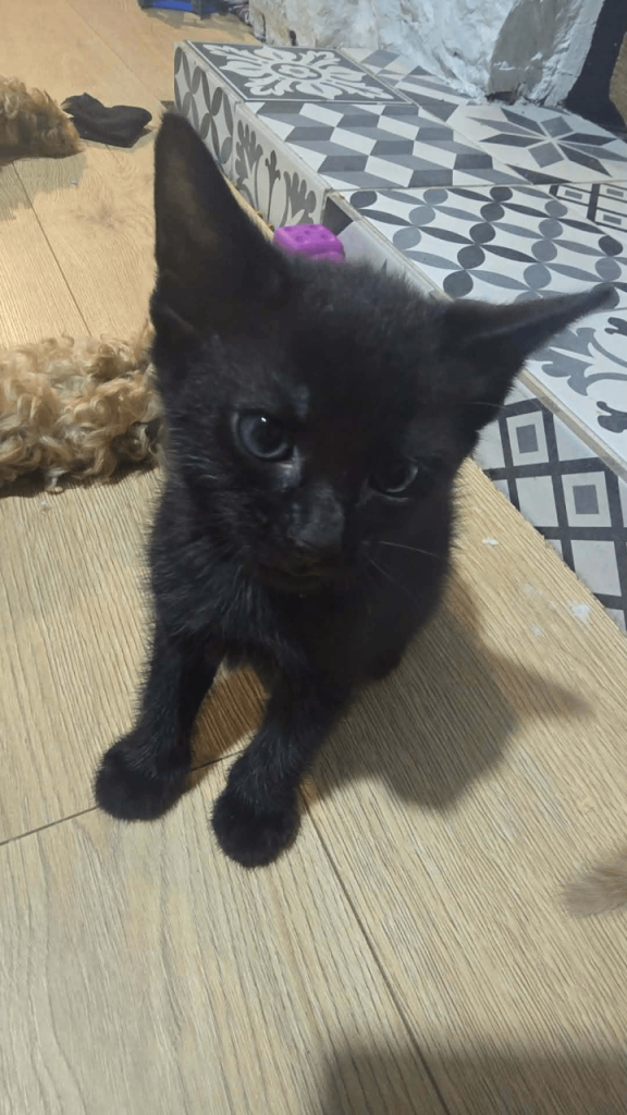 Kittens ready to sell