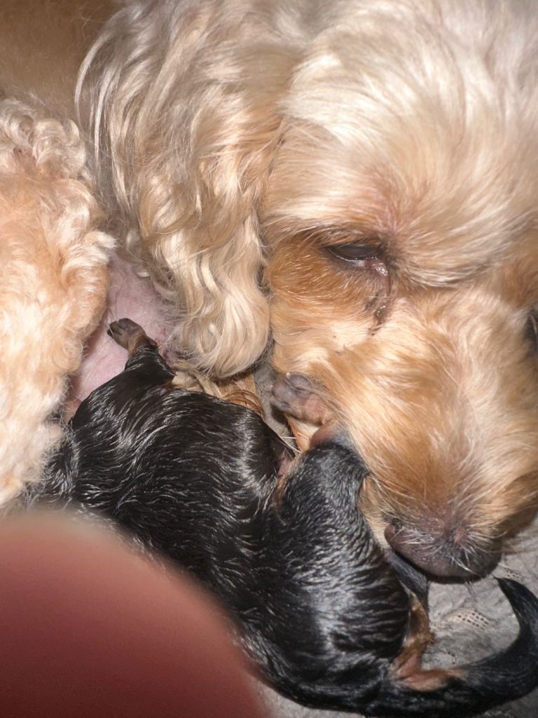 Cockapoo puppies 