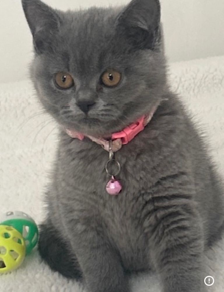 Pure BSH PEDIGREE KITTENS GCCF REG 