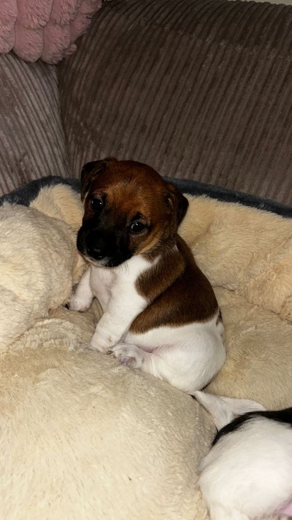Jack Russell Pup