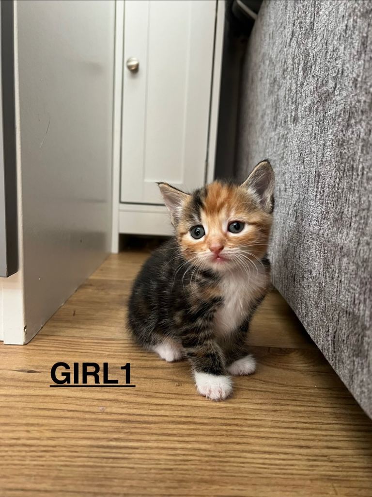 Female kitten looking for a loving home 🐾