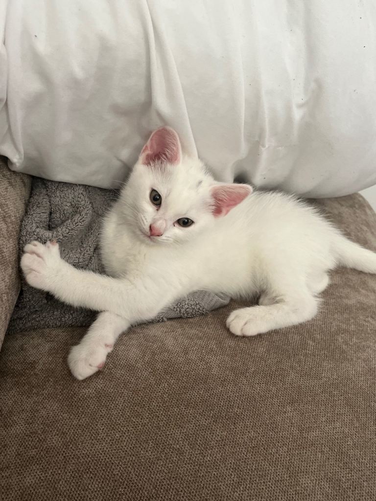 White kitten 