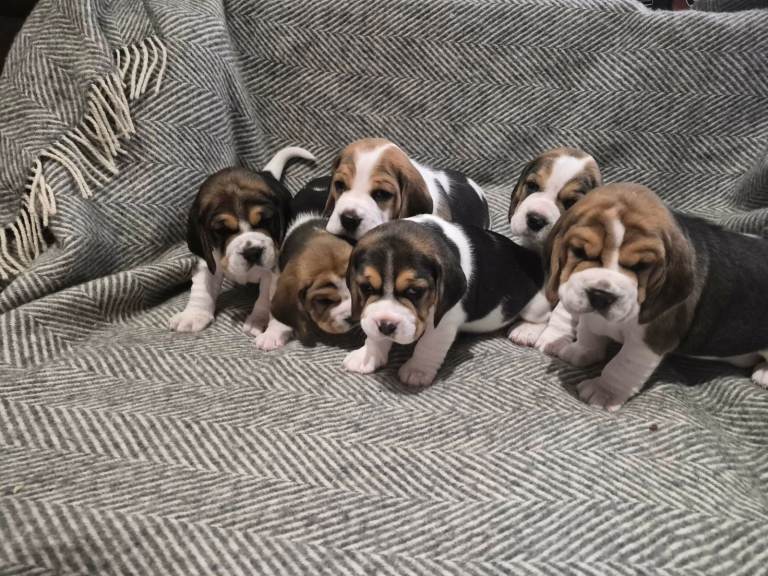 Beagle puppies for sale 