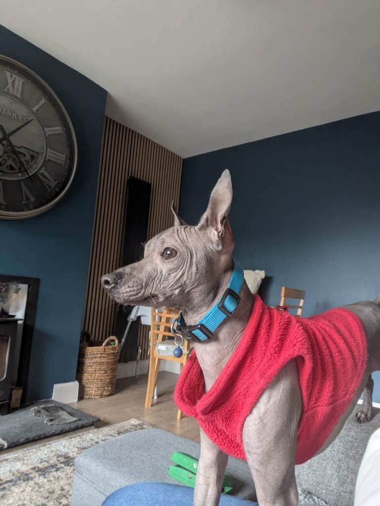 Mini mexican hairless boy 