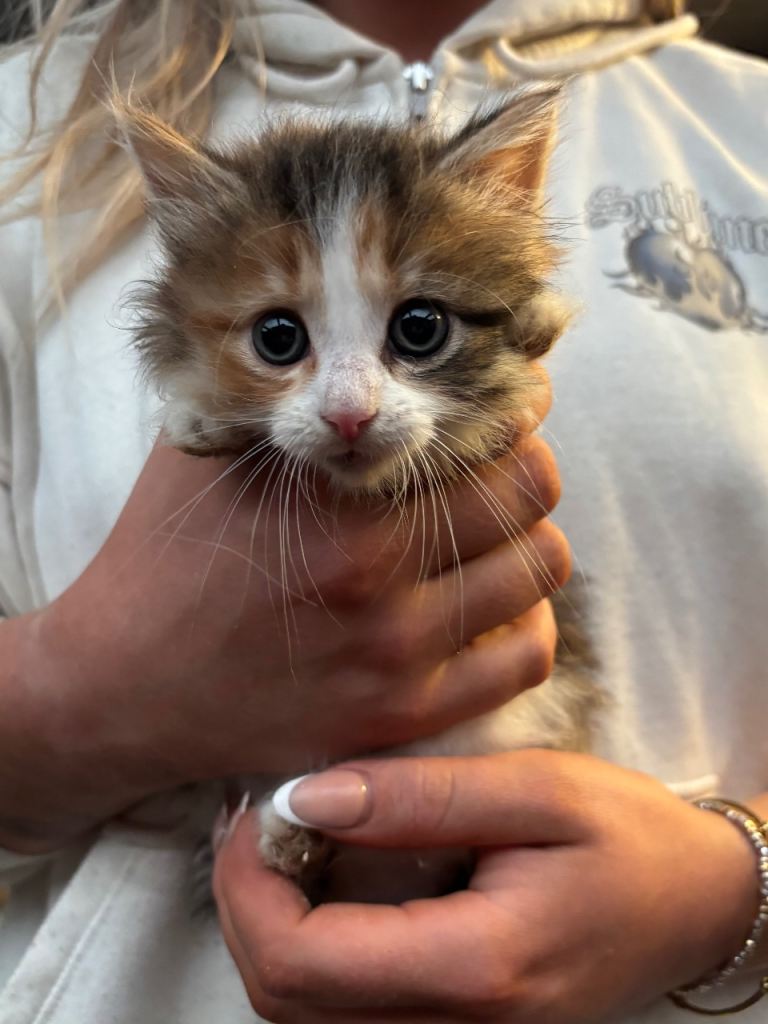Gorgeous part british shorthair kittens 