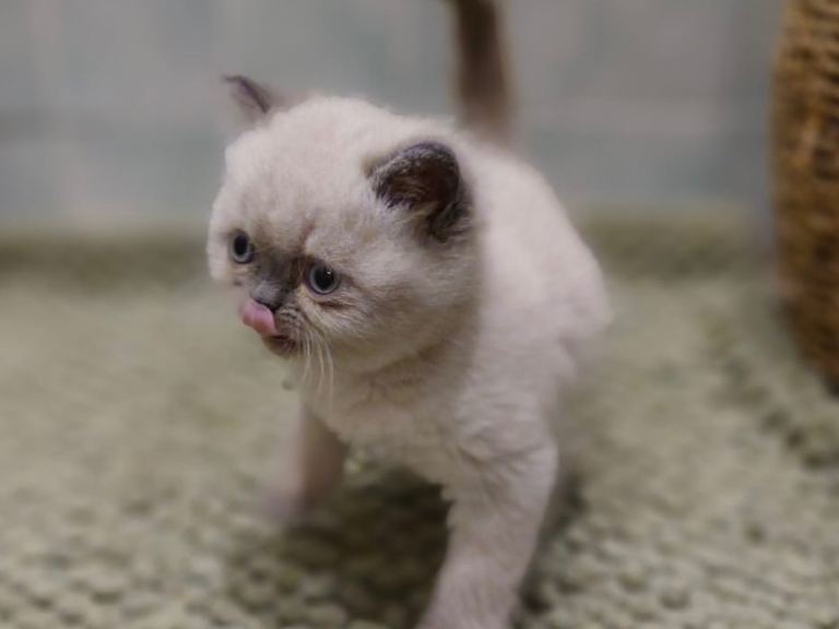 Stunning exotic Persian kittens 