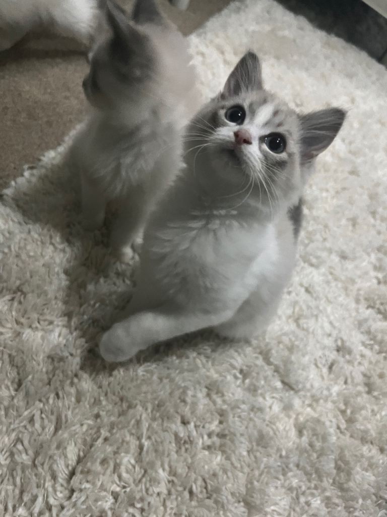 1 lilac lynx ragdoll kitten left 