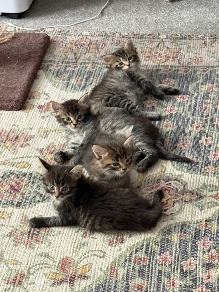 Beautiful Playful Kittens – 2 Adorable Girls Ready for Loving Homes 🐾