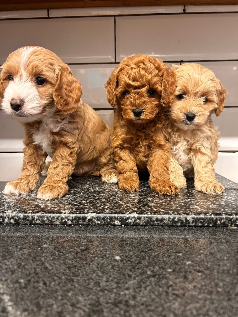 Cavapoo boys and girls 