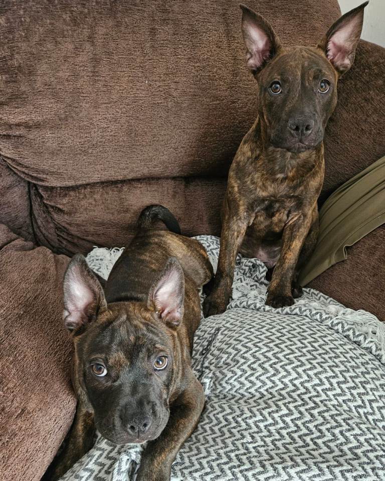 French mix staff sharpei 