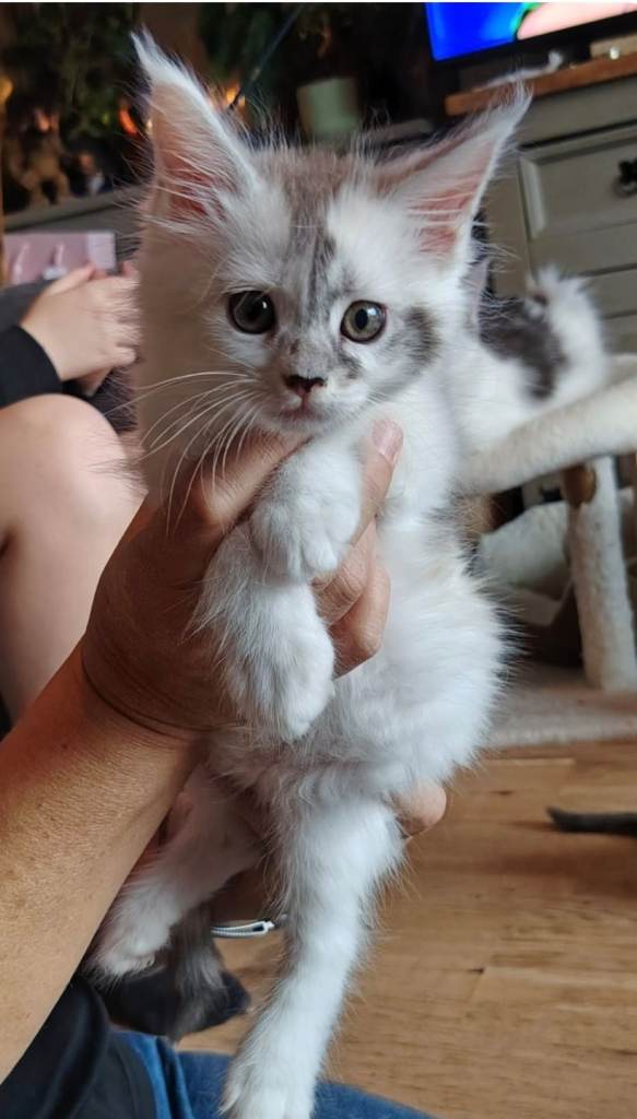 Pedigree Maine Coon kittens 