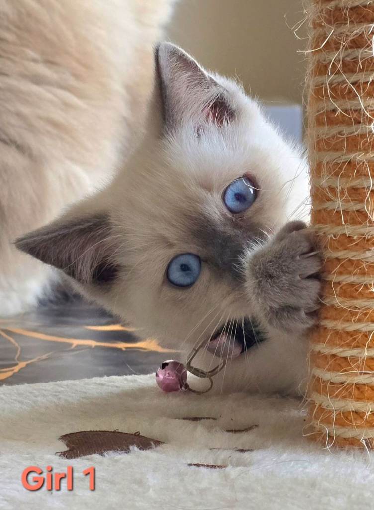 Beautiful Ragamese (Ragdoll × Siamese) Kittens  – 4 Available