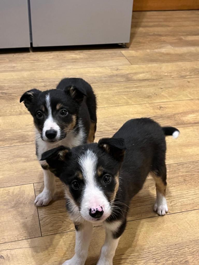 Border Collie Pups