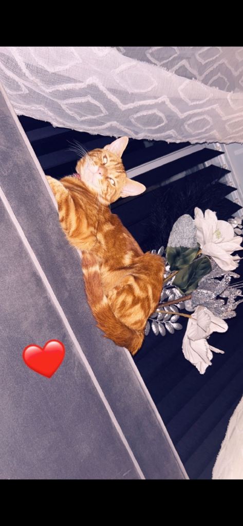 Leo orange cat 2yrs old 