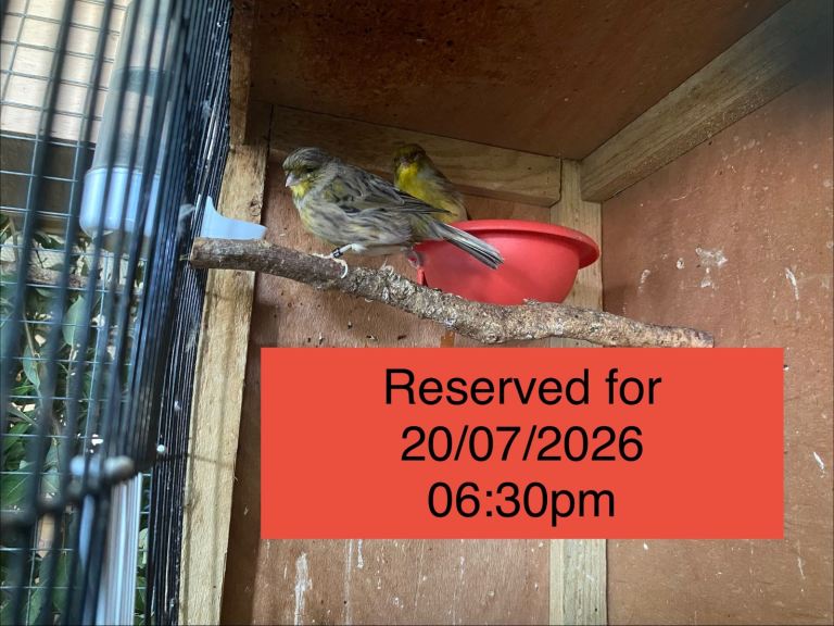 Reserved Gloster Canaries 