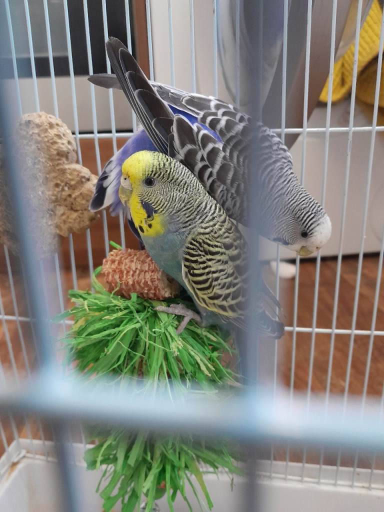 Cage and 2 budgies 