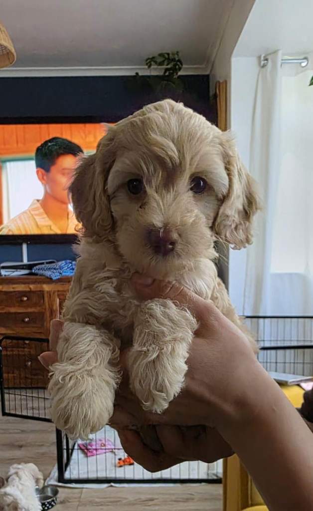 Toy poodle × cockapoo