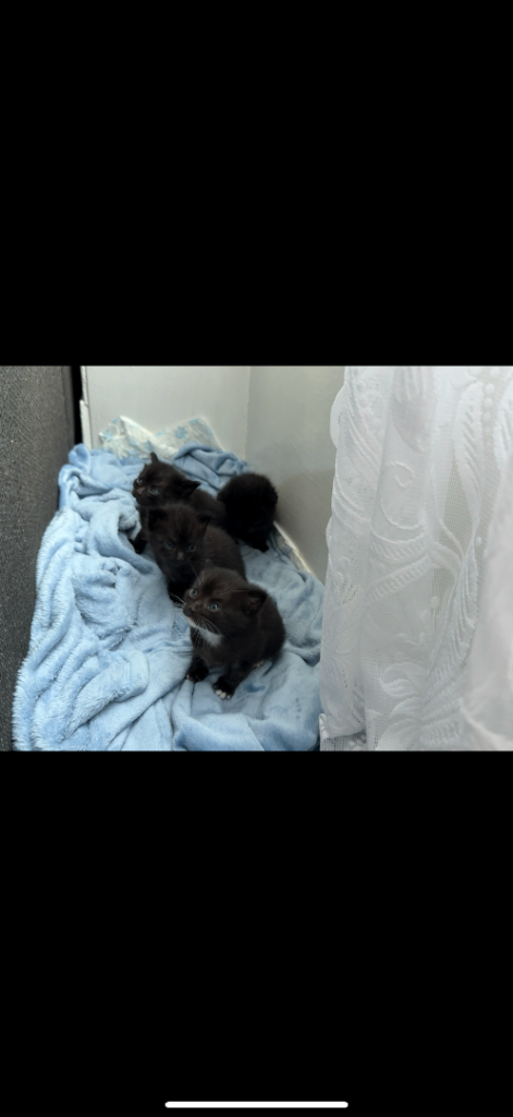 Kittens Looking for Loving Homes