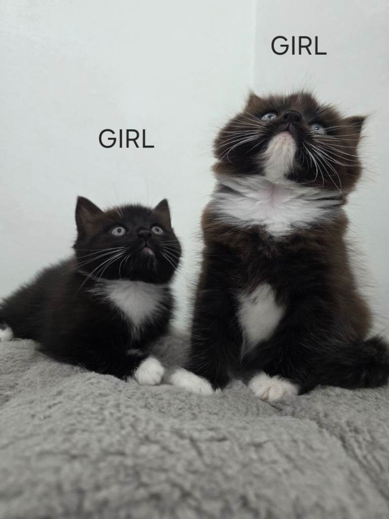 Ragdoll kittens