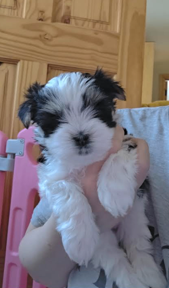 Stunning Biewer Yorkshire Terrier Puppies