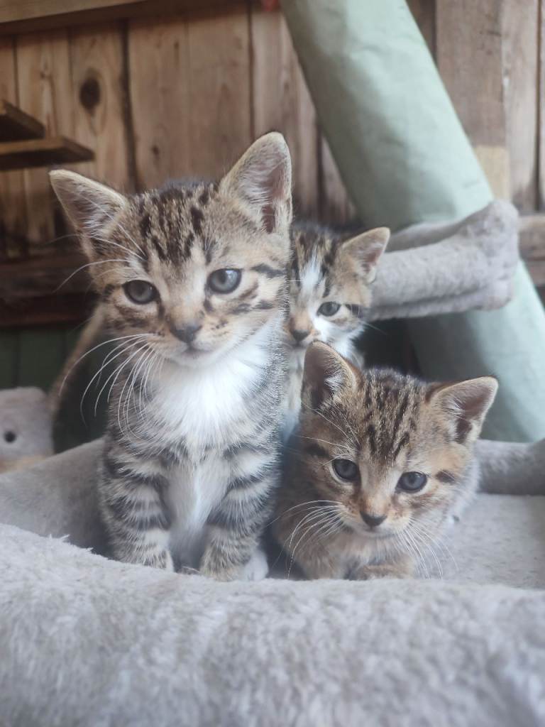 Adorable little kittens 