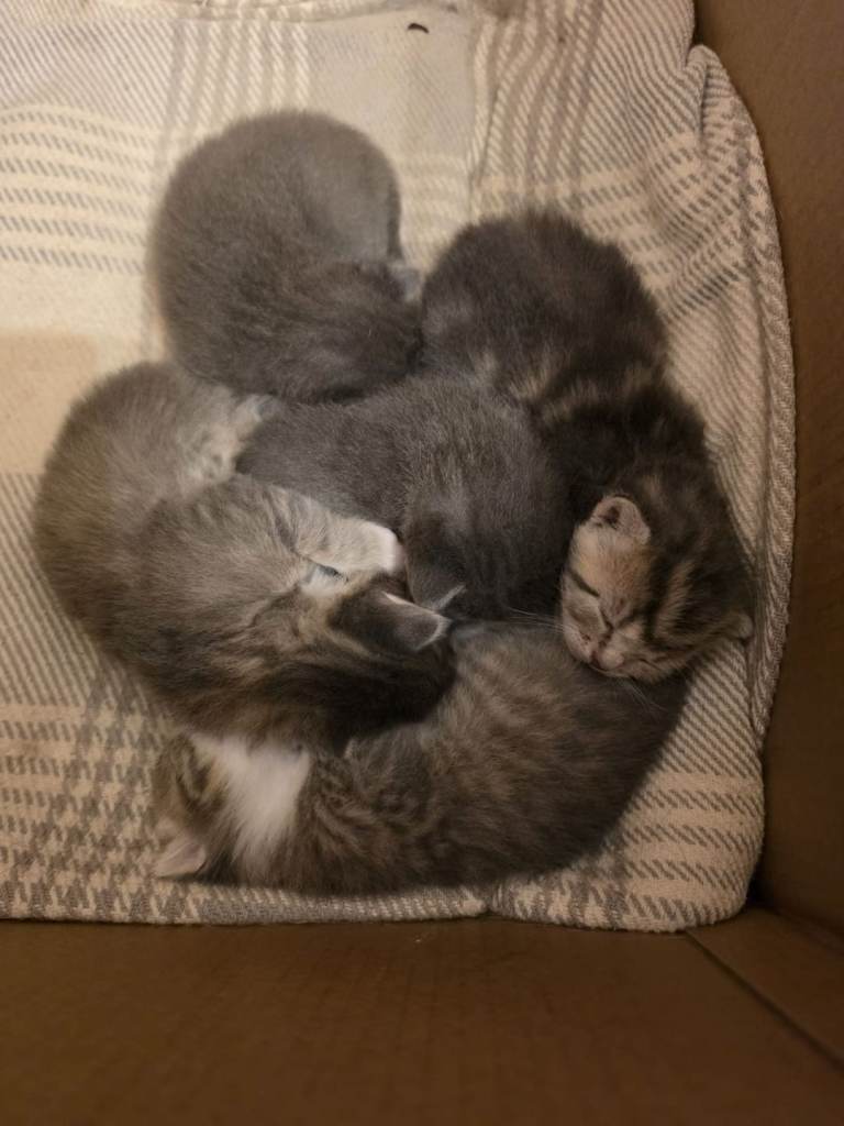 5 kittens for sale 