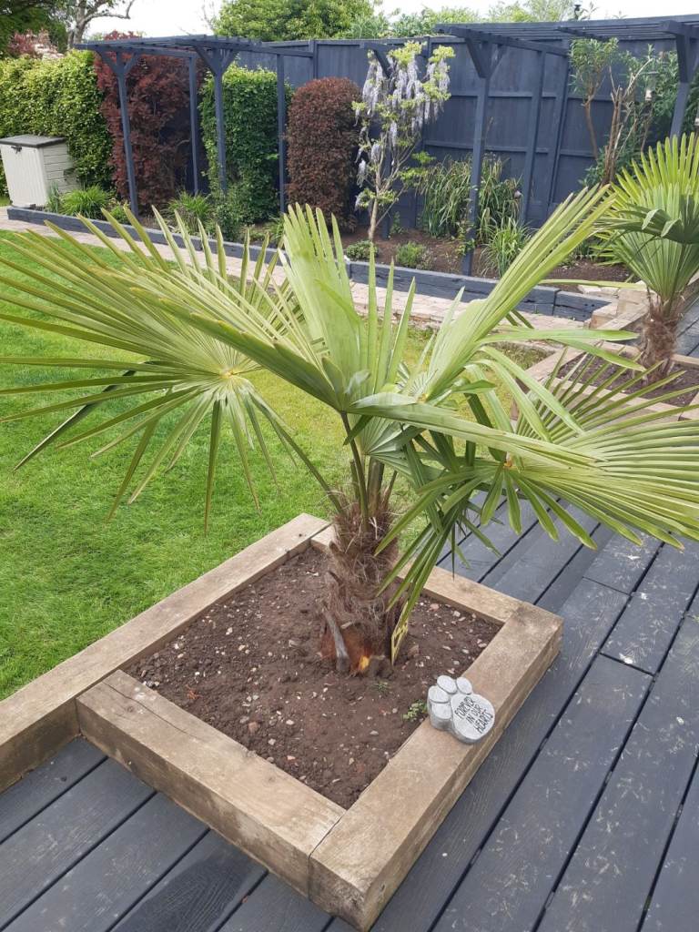 Established Eagle Palm trees