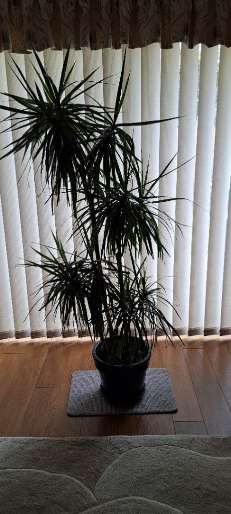 DRACAENA INDOOR PLANT / TREE 6FT TALL.SELLING WITHOUT THE POT ONLY £20. BEAUTIFUL .