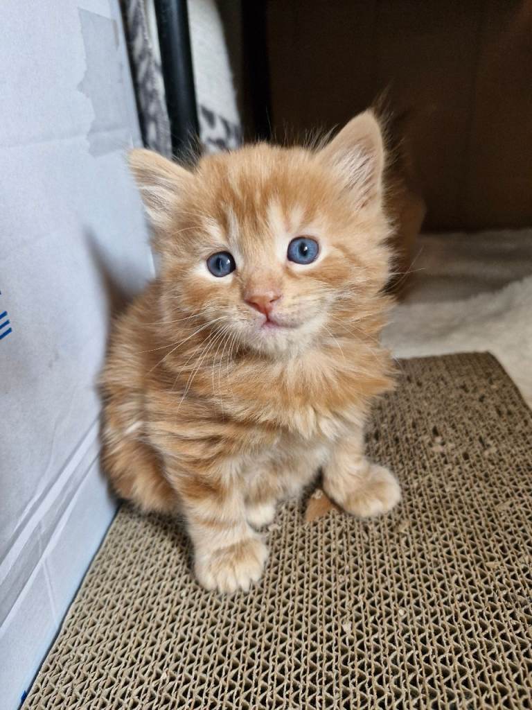 Kittens for sale cute playful fluffy thriving babies ready 26th june
