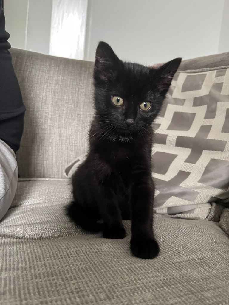 12 week old female kitten