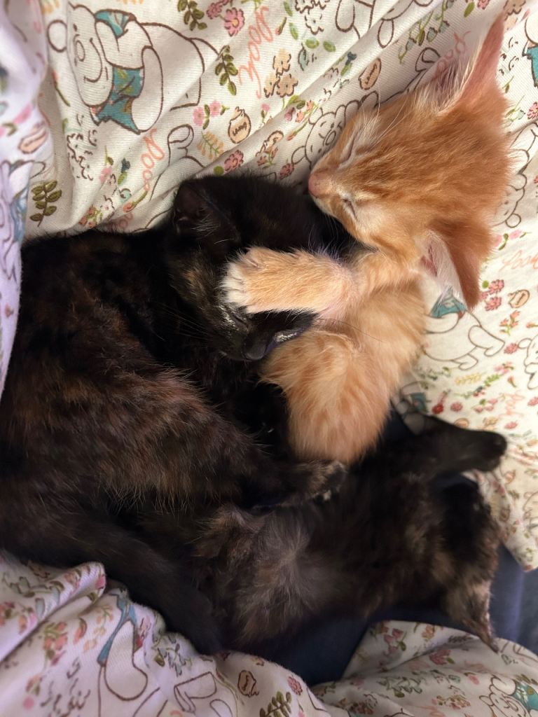 Beautiful Kittens For Sale 