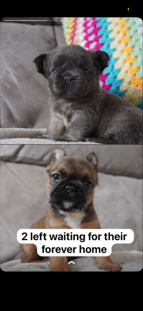 Beautiful Female Fluffy French Bulldog Puppies