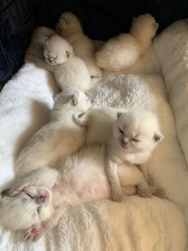Ragdoll Kittens Sale
