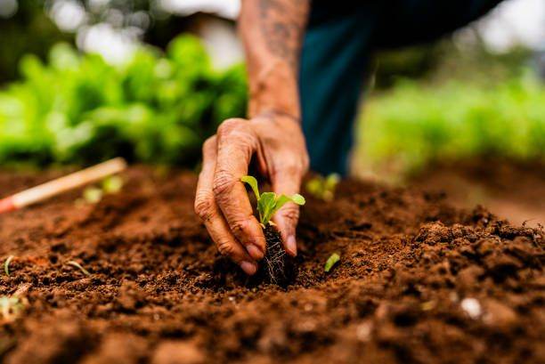 🌿 Gardener & Gardening Services Birmingham | Lawn Mowing, Hedge Trimming & Garden Clearance