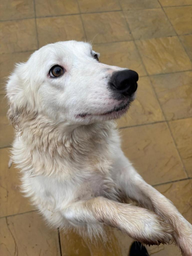 Welsh collie x boarder collies 