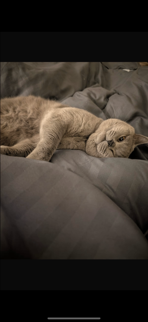 PURE BLUE PEDIGREE BSH ACTIVE BOY