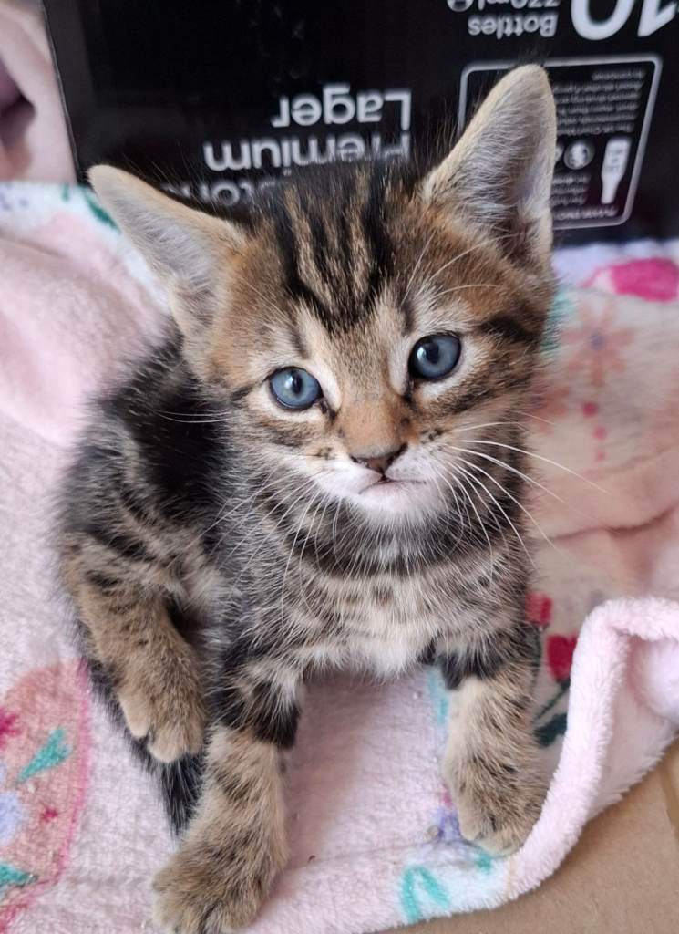 Male kitten for sale