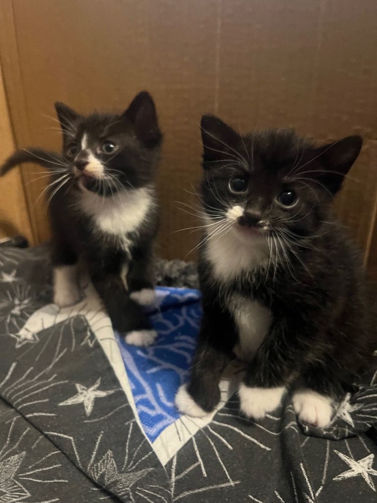 2 kittens ready 10 February 
