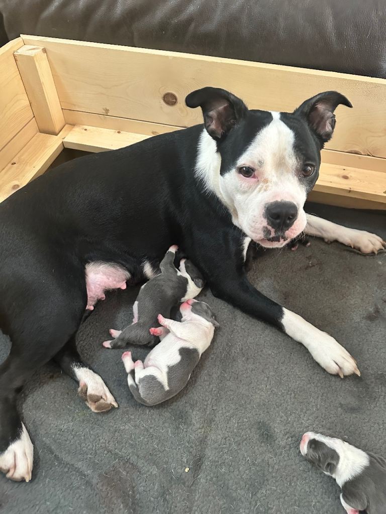 7 American bulldog x French bulldog puppies