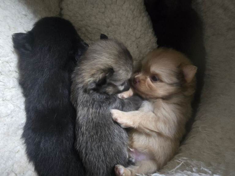 Pomchi puppies 