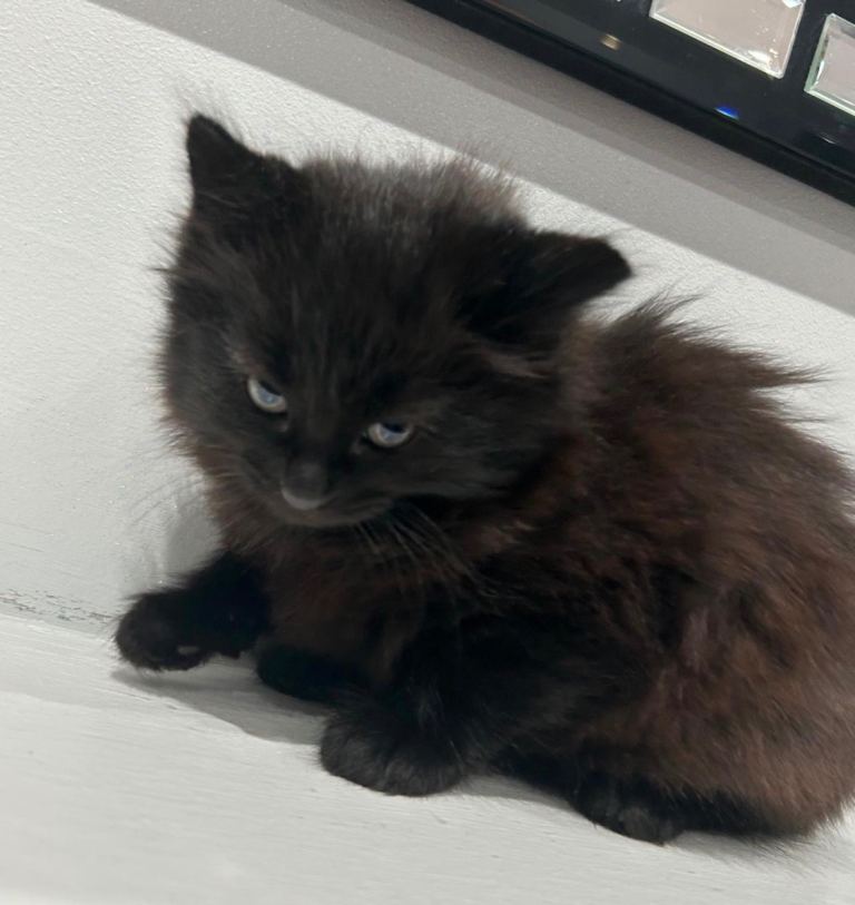 Kittens for sale
