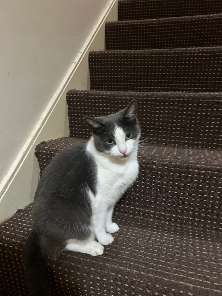 British short hair cross