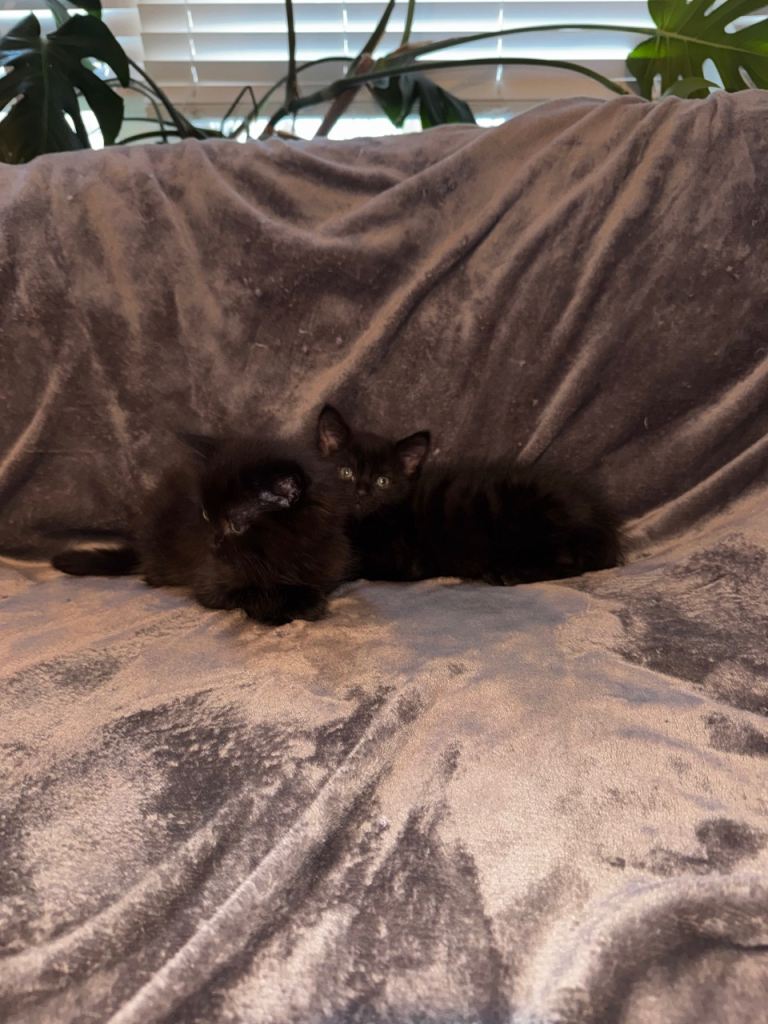 fluffy and short haired black  kittens 