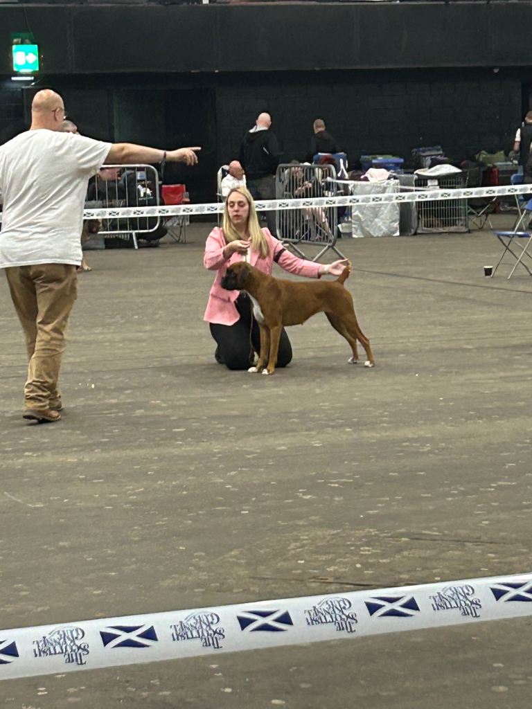 Kc boxer pups last girl available 