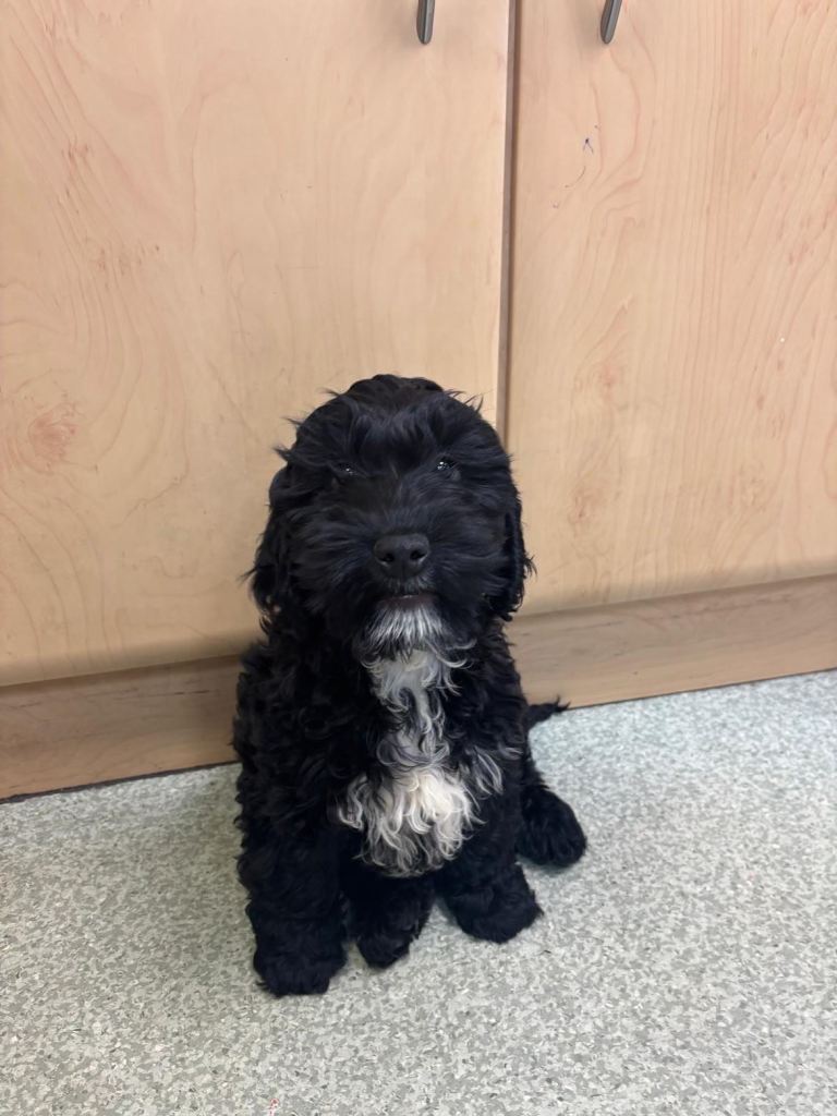 Cockapoo Pups
