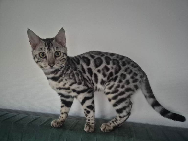 Silver bengal kitten