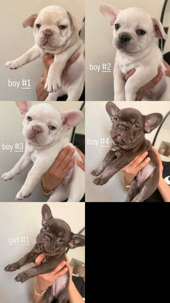 French bulldog puppies 