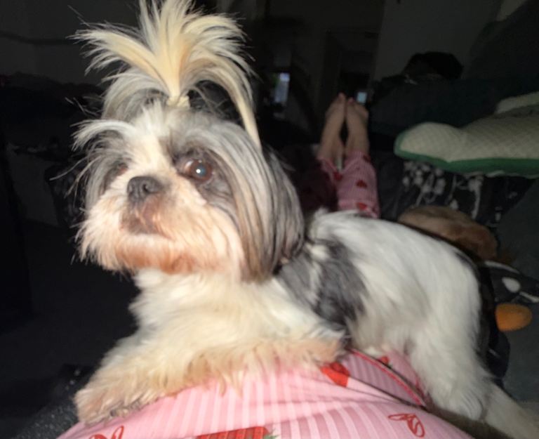 Adult female Shih Tzu 